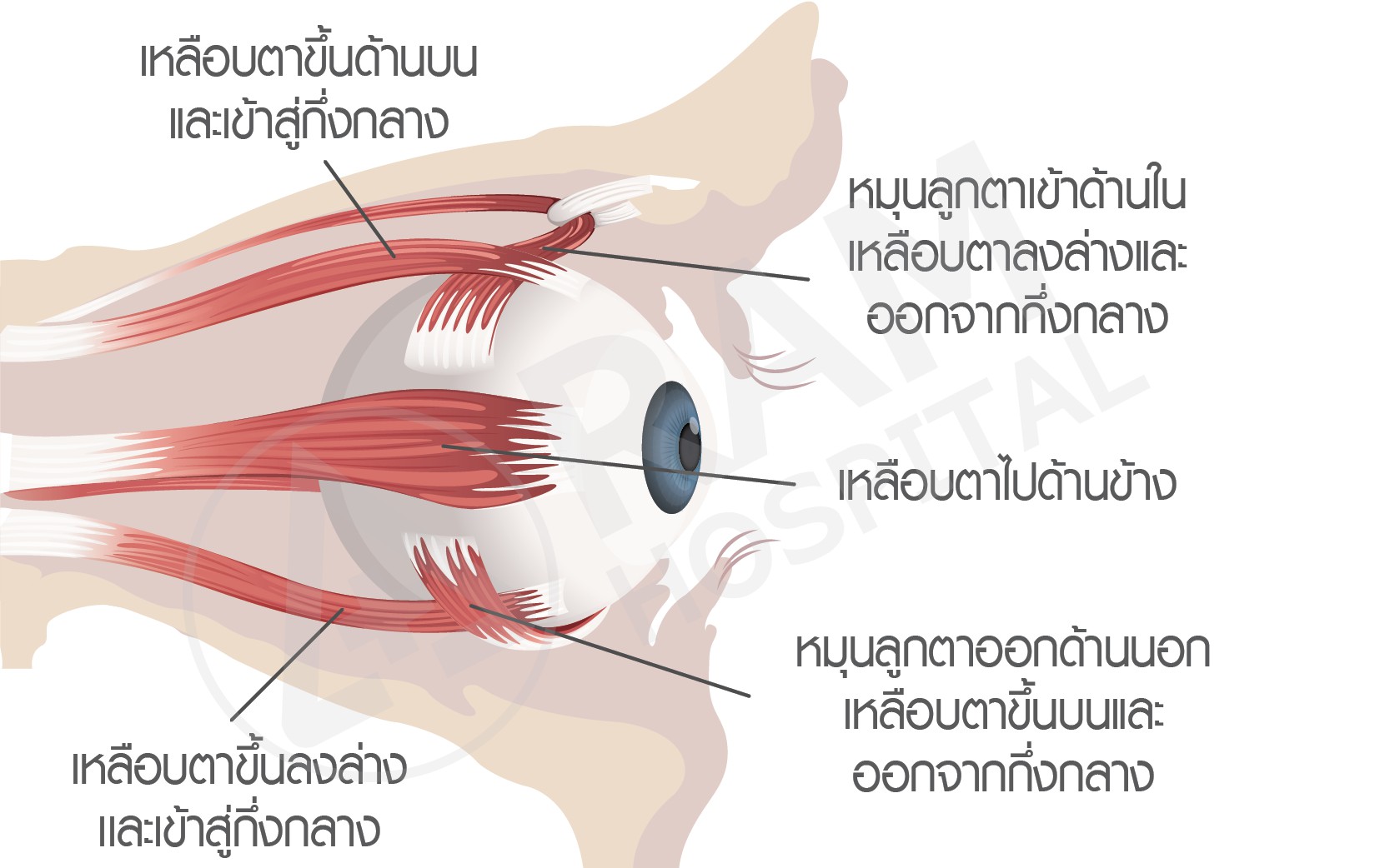 กล้ามเนื้อตาล้า