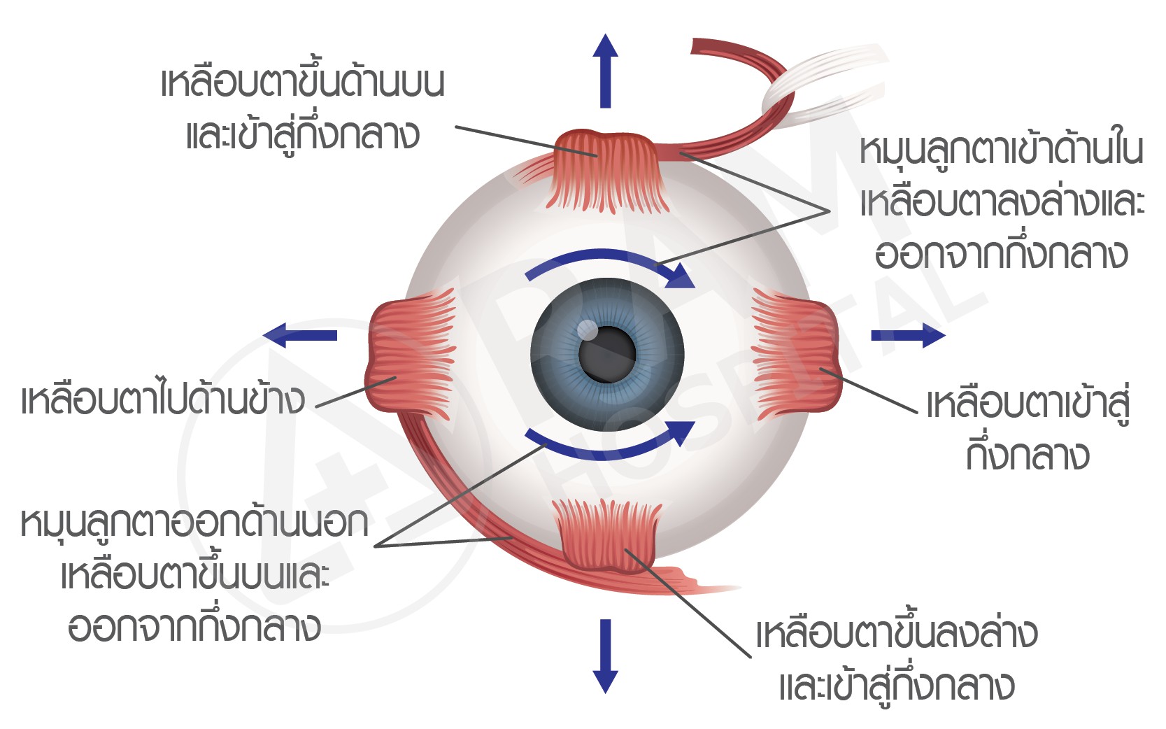 กล้ามเนื้อตาล้า