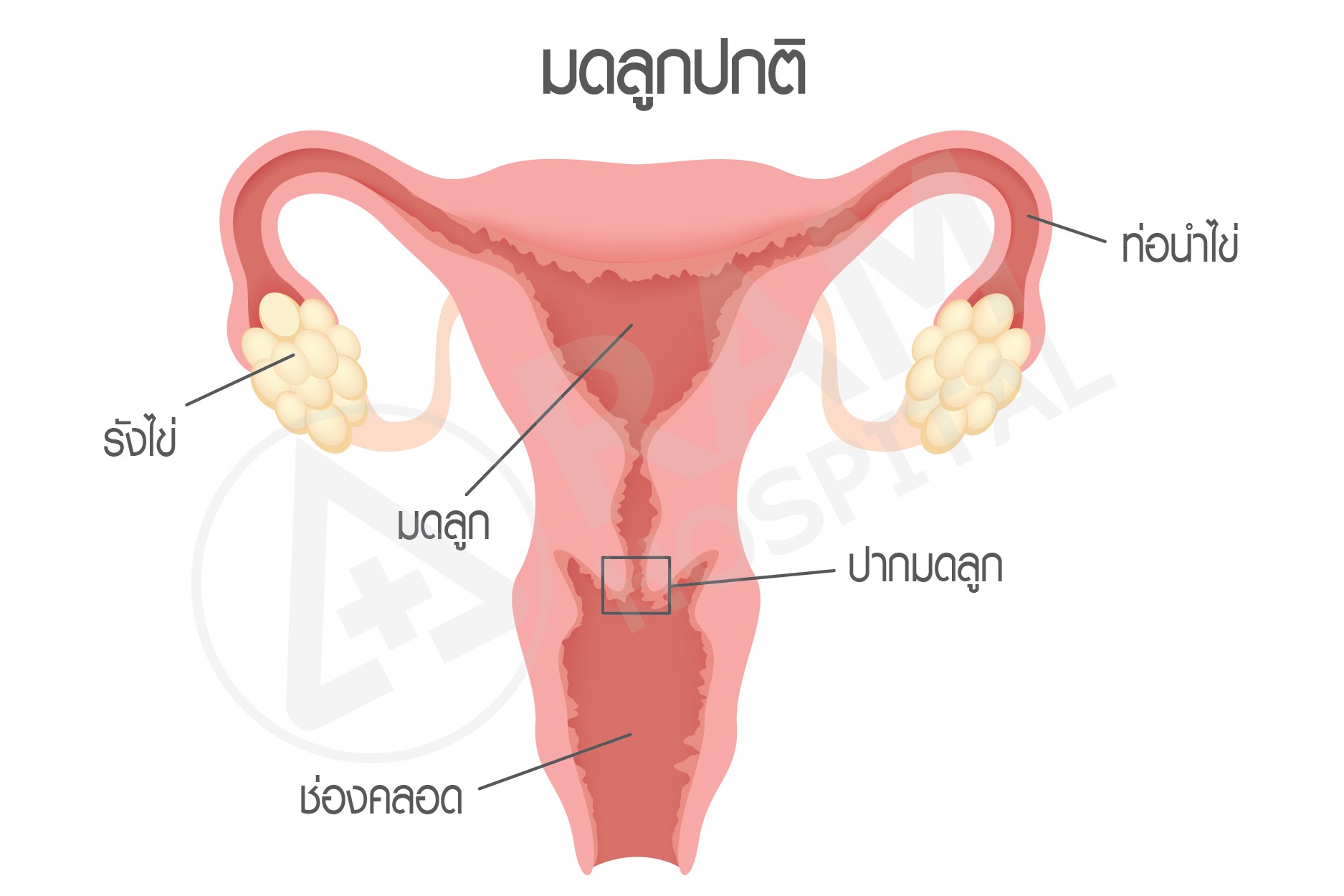 ตรวจมะเร็งปากมดลูก