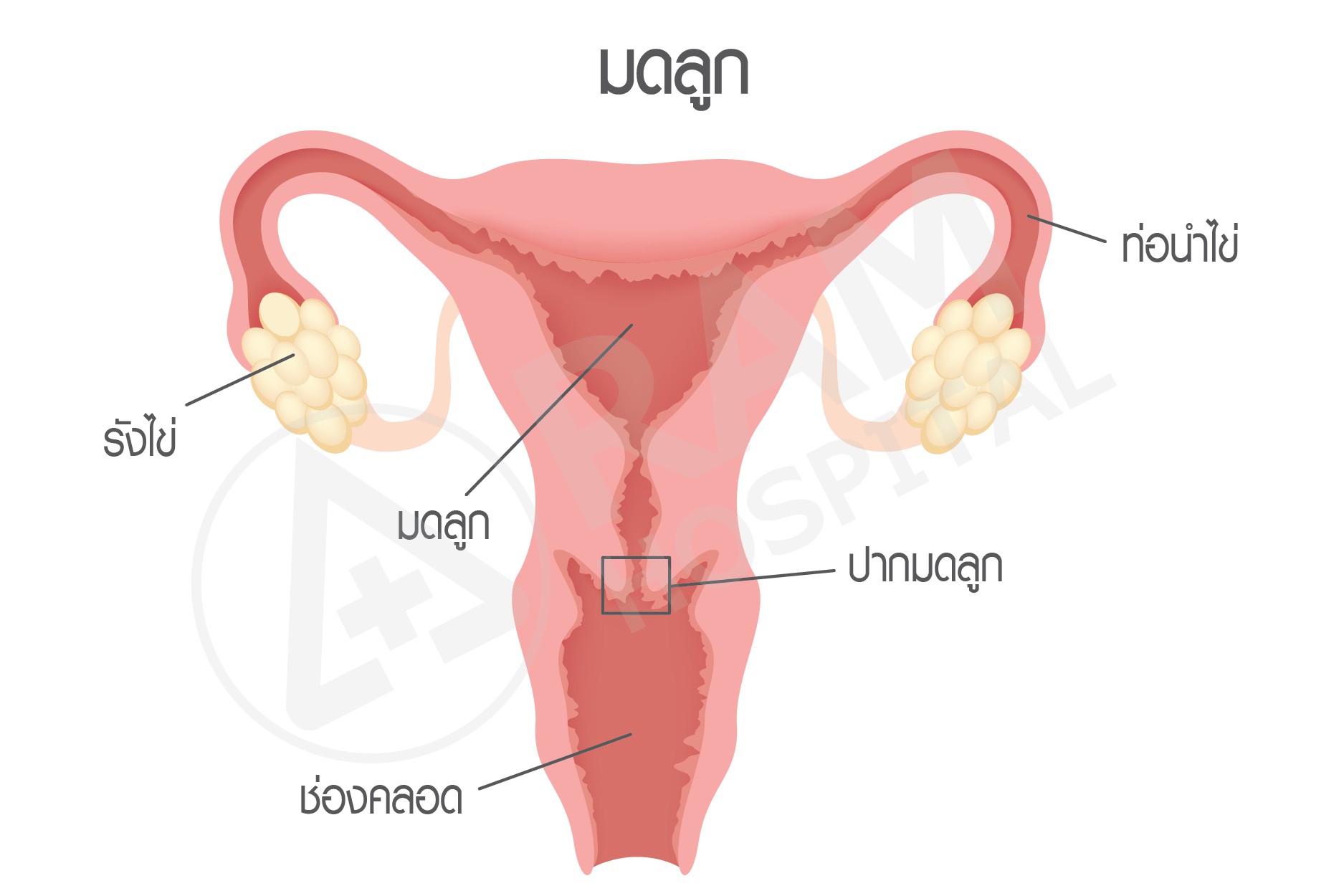ติดเชื้อ hpv