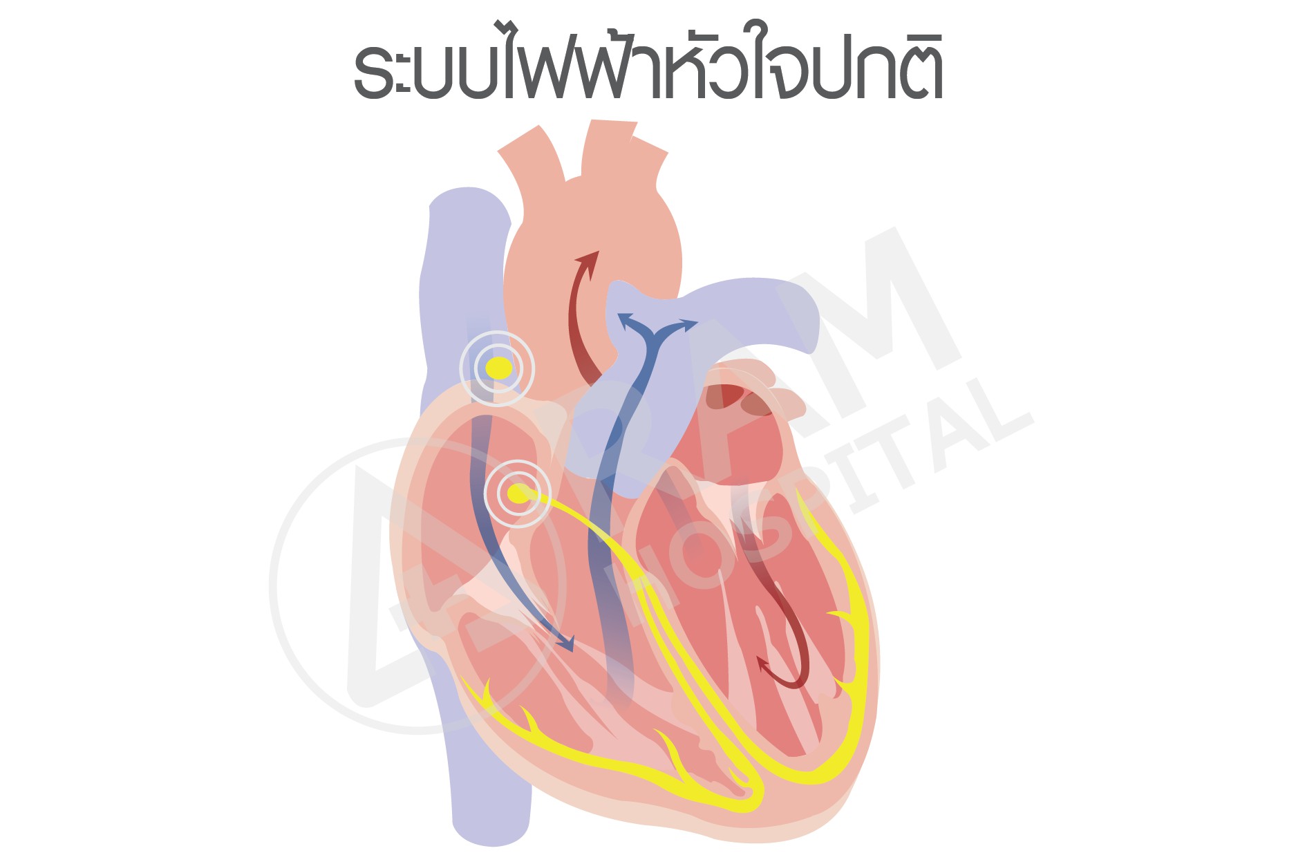 หัวใจเต้นพลิ้ว