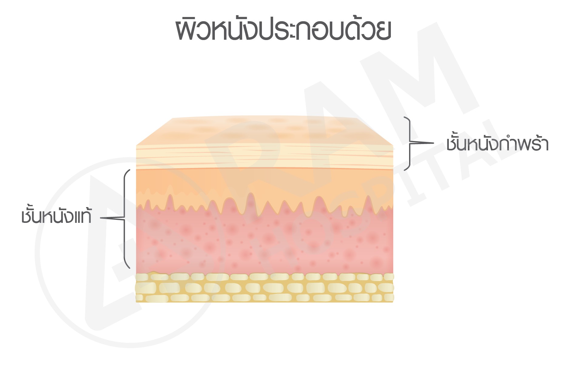 แผลเป็น