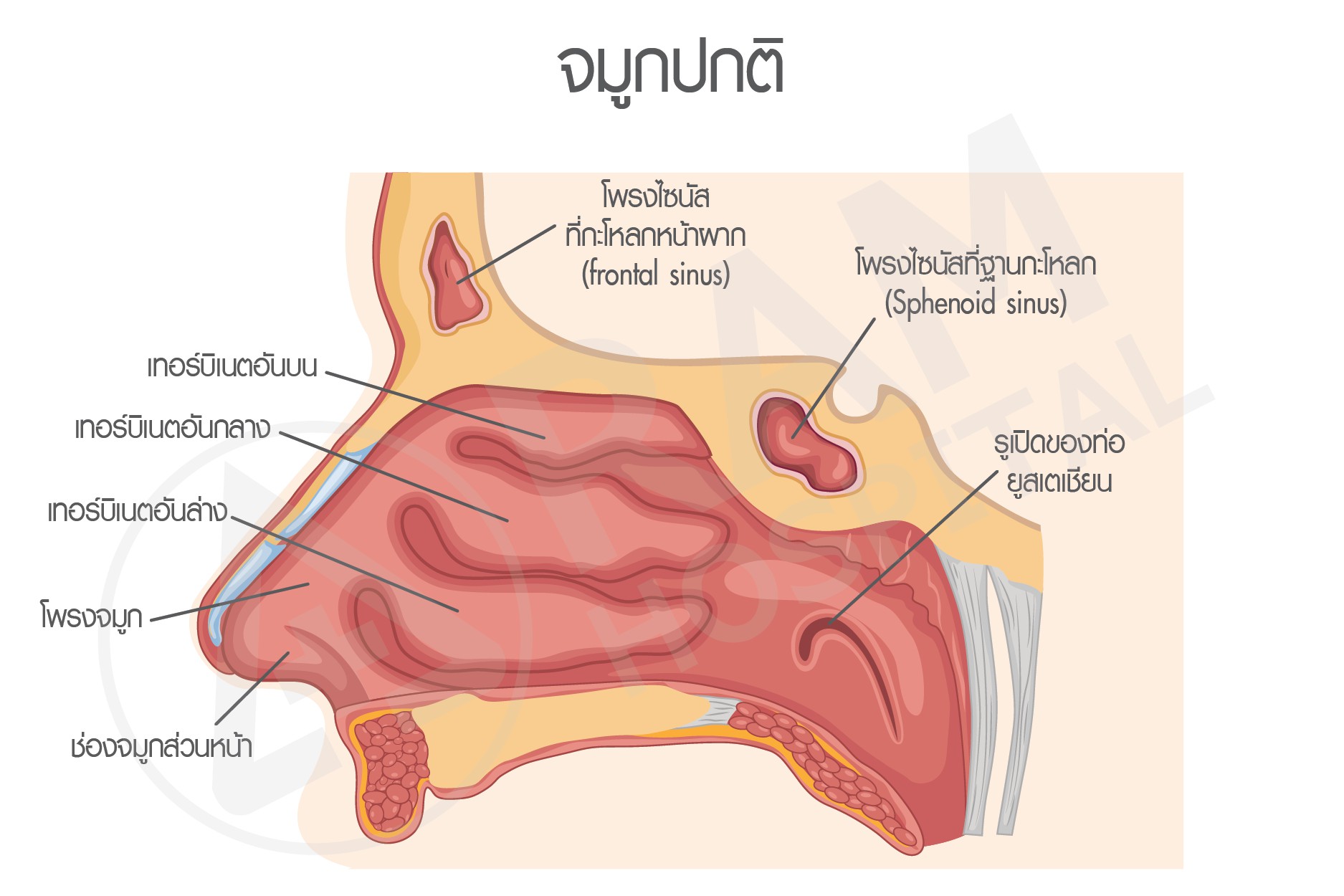 ภูมิแพ้อากาศ