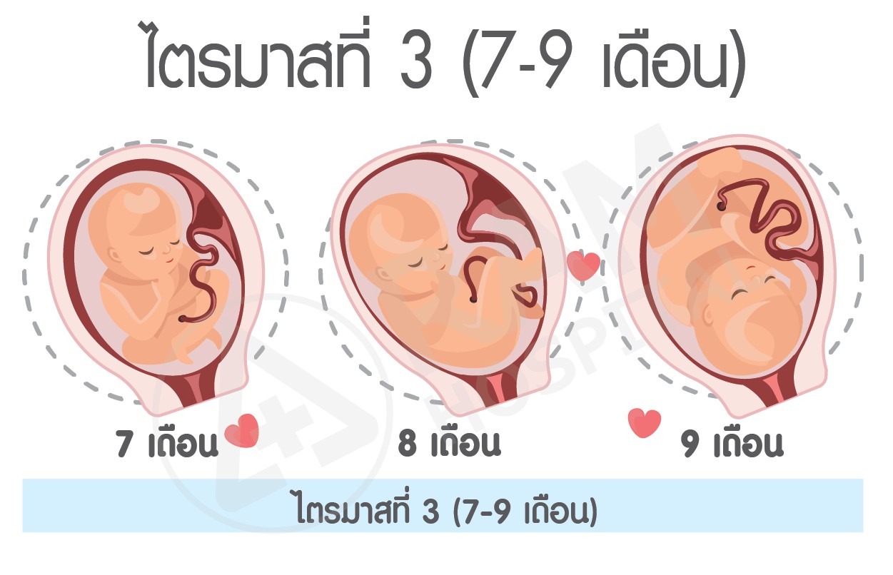 ดูแลช่วงตั้งครรภ์