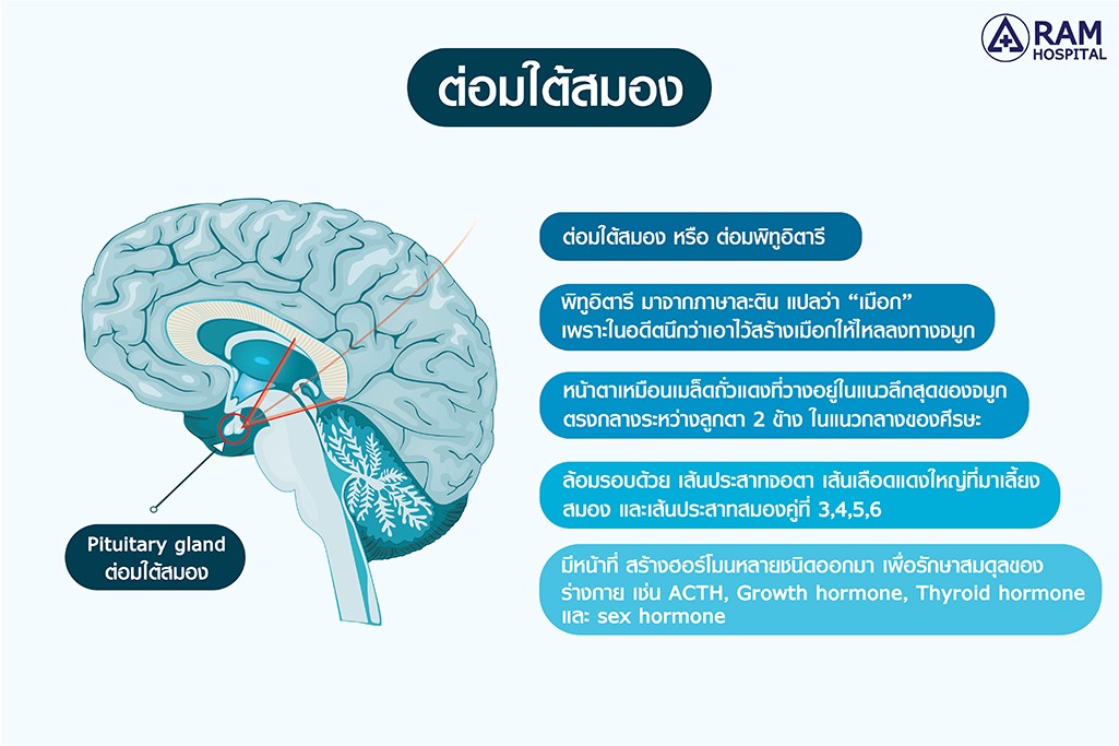 ศูนย์ผ่าตัดส่องกล้องเนื้องอกต่อมใต้สมอง