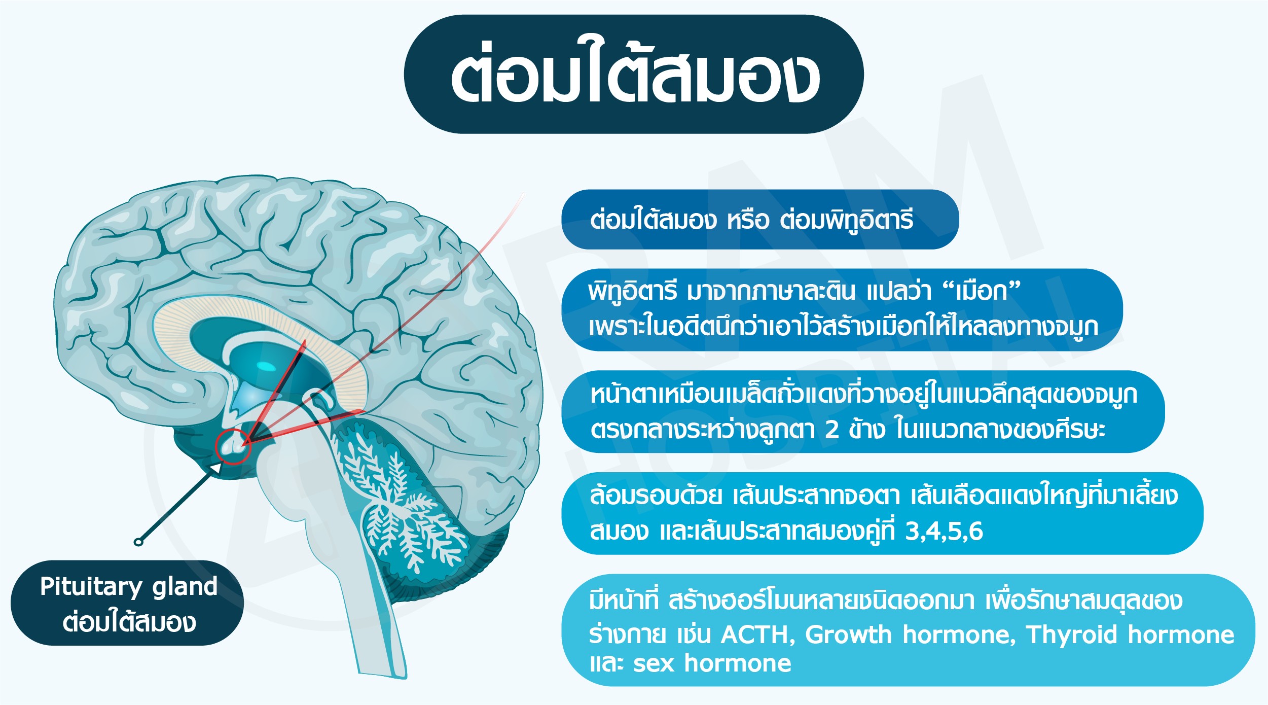 เนื้องอกต่อมใต้สมอง