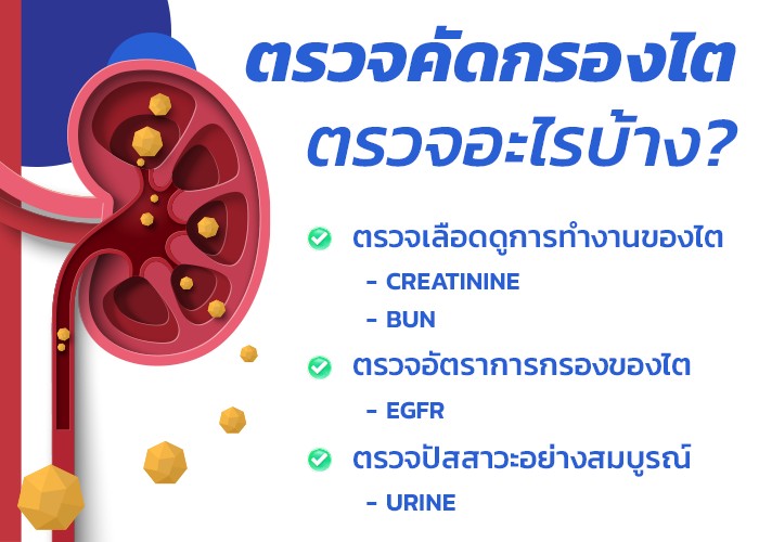 ตรวจสุขภาพ ไต