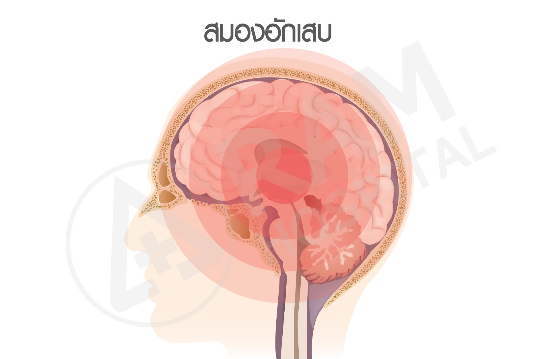วัคซีนเด็กพื้นฐาน