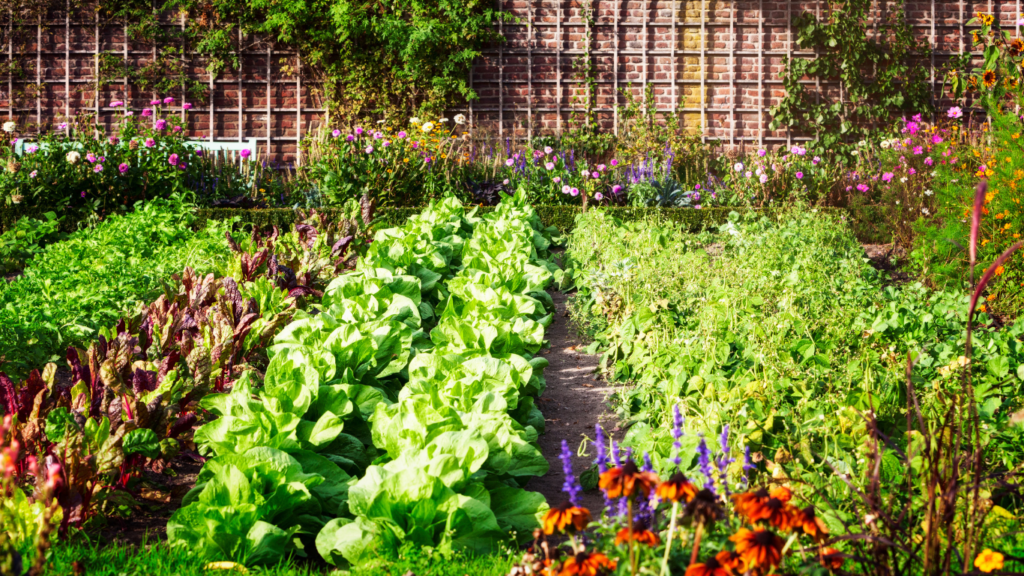 How to start a vegetable garden