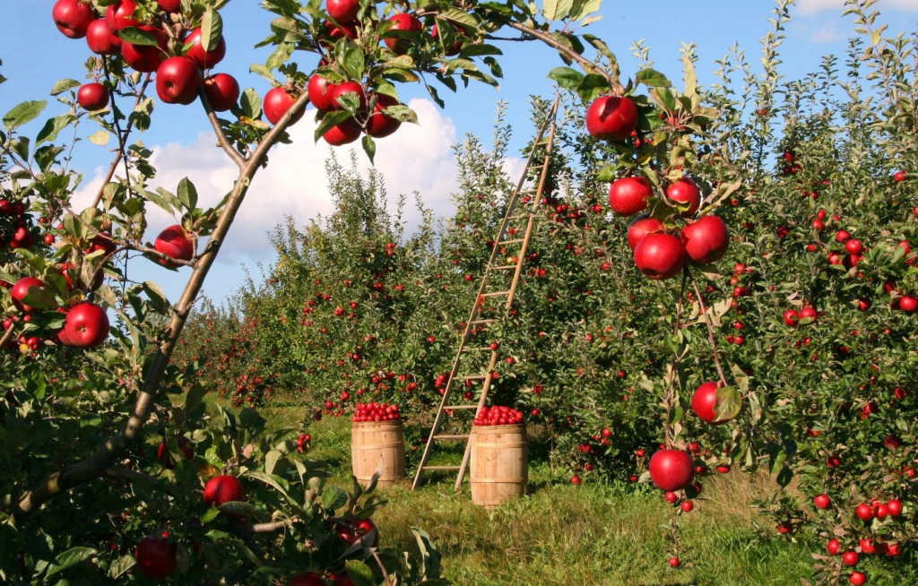 Growing fruits and vegetables on a farm