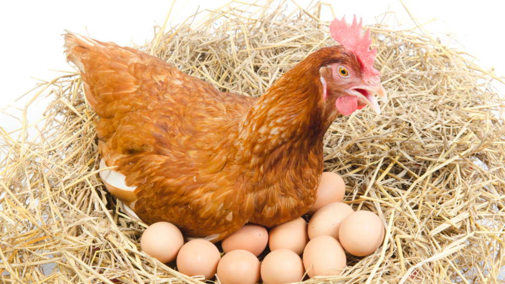 Chicken laying eggs