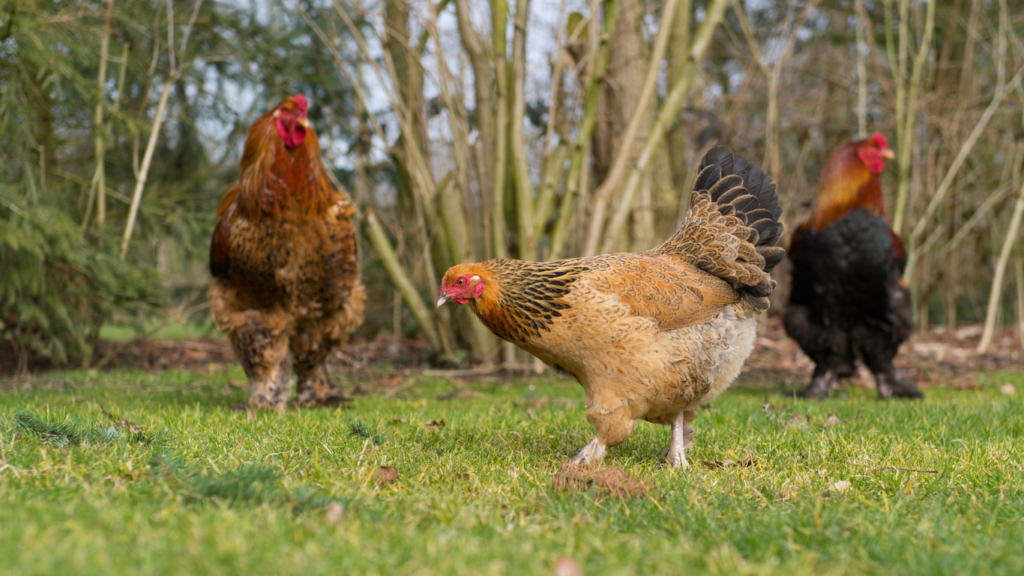 3 different chicken breeds on grass