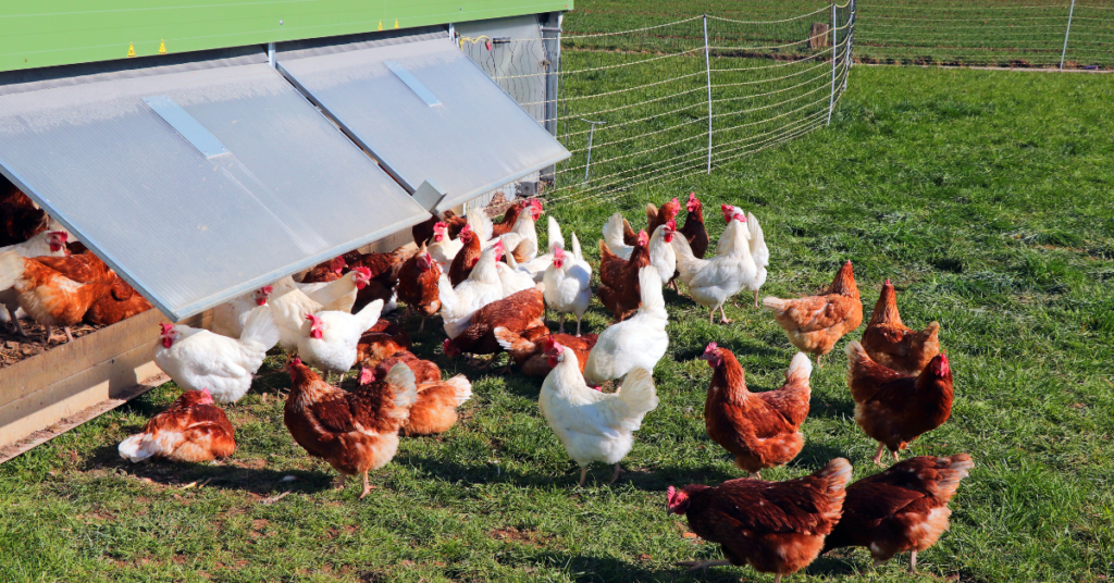 Chickens in a chicken farm