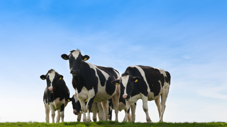 Cows standing together on farm during sunny day