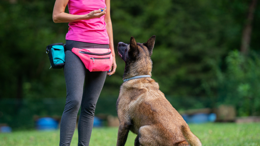 Woman training a german shepherd to be a guard dog