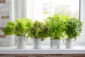 Indoor Vegetable Garden